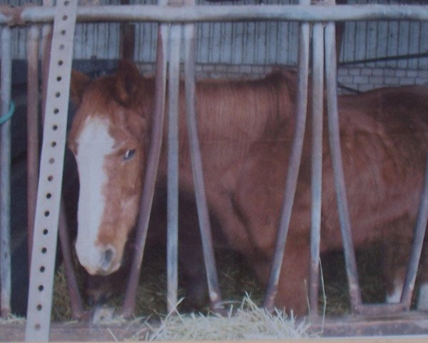 Pferd Elly (Kleines deutsches Reitpferd, 1973)