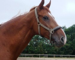 horse Ole Line (Trakehner, 2000, from Linne)