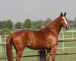 broodmare Rosi 329 (Westphalian, 2002, from Rosenquarz)