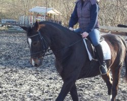 dressage horse Syrano (Hanoverian, 2006, from Totilas)