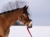 horse Calypso (German Riding Pony, 1995, from Three-B-Valerian)