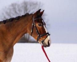 horse Calypso (German Riding Pony, 1995, from Three-B-Valerian)