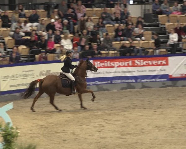 FEI Reitturnier Neumünster 2022