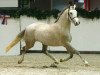 Dressurpferd Montgomery (Deutsches Reitpony, 2006, von Grenzhoes Montgomery)