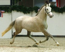 Dressurpferd Montgomery (Deutsches Reitpony, 2006, von Grenzhoes Montgomery)