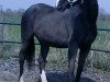 broodmare Hahastrona (KWPN (Royal Dutch Sporthorse), 1989, from Bustron)