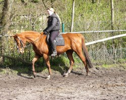 broodmare Granate (Oldenburg, 1994, from Grand Canyon)