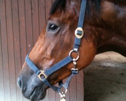 broodmare Euphorie (Oldenburg show jumper, 2004, from Ephebe For Ever)