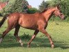 broodmare Warena (Hanoverian, 1996, from Warkant)