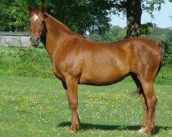 broodmare Wallencia (Hanoverian, 1991, from Warkant)