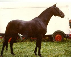 Zuchtstute Elena (Hannoveraner, 1984, von Eiger I)