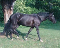 dressage horse Carry my Soul (Westphalian, 2006, from Christoph Columbus)