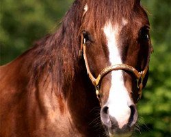 Deckhengst CJ Diamond Wonder (Quarter Horse, 2006, von Colonel Jay Leo CT)