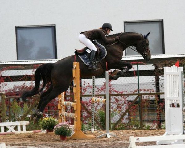 dressage horse Risiko 48 (Hanoverian, 2005, from Rubin of Darkness)