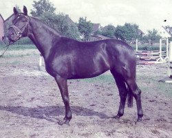 broodmare Espe (Hanoverian, 1981, from Eiger I)