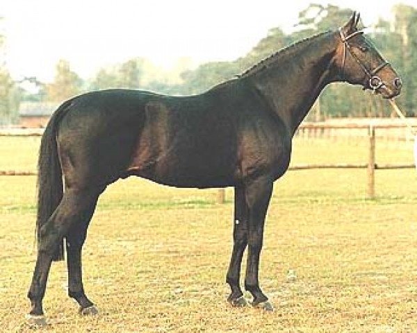 stallion Sandro (Holsteiner, 1974, from Sacramento Song xx)