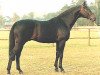 horse Sandro (Holsteiner, 1974, from Sacramento Song xx)
