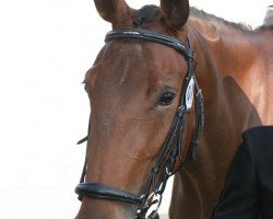 broodmare Charissma (Westphalian, 2007, from Gut Saalhoff's Canzler)