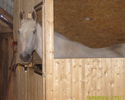 broodmare Dame Blanche (Rhinelander, 1999, from Dottore)