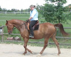 broodmare Elen'e (Bavarian, 1999, from Werther's Wels)