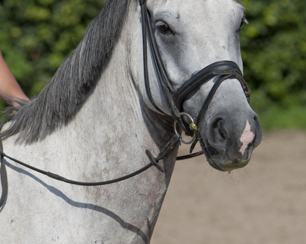 horse Snow Snoocker (German Warmblood, 2002)