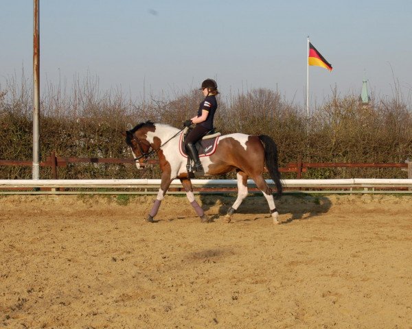 Pferd Davina (Polnisches Warmblut, 1997)