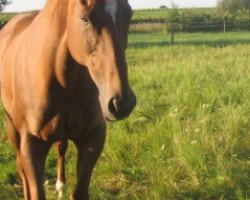 broodmare Tinta Two xx (Thoroughbred, 1997, from Northjet xx)