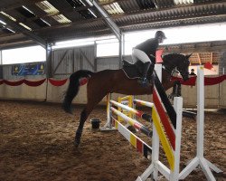 jumper Stakkatos Mad Max (German Sport Horse, 2013, from Staron II)