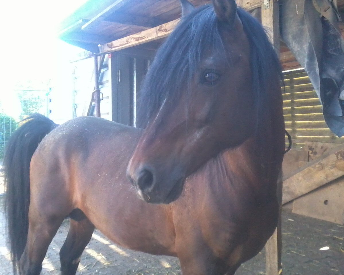 stallion She Lucky Sun (Welsh, 1994, from Synod Luke)
