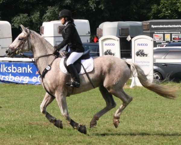 horse Angriff B (Hanoverian, 1997, from Athletico)