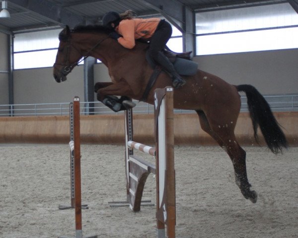 Zuchtstute Davinia (Belgisches Warmblut, 2003, von Turbo van het Gestelhof)