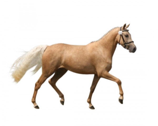 broodmare Loreen (German Riding Pony, 2005, from Lucky Strike)