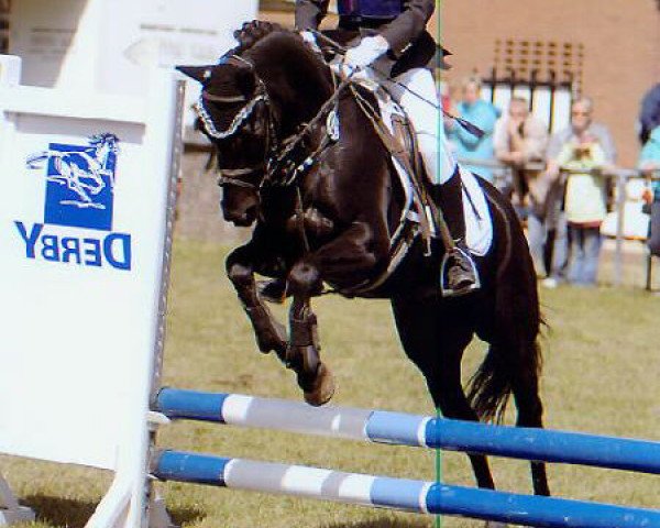 horse Pepper 184 (German Riding Pony, 2003, from Renoir)