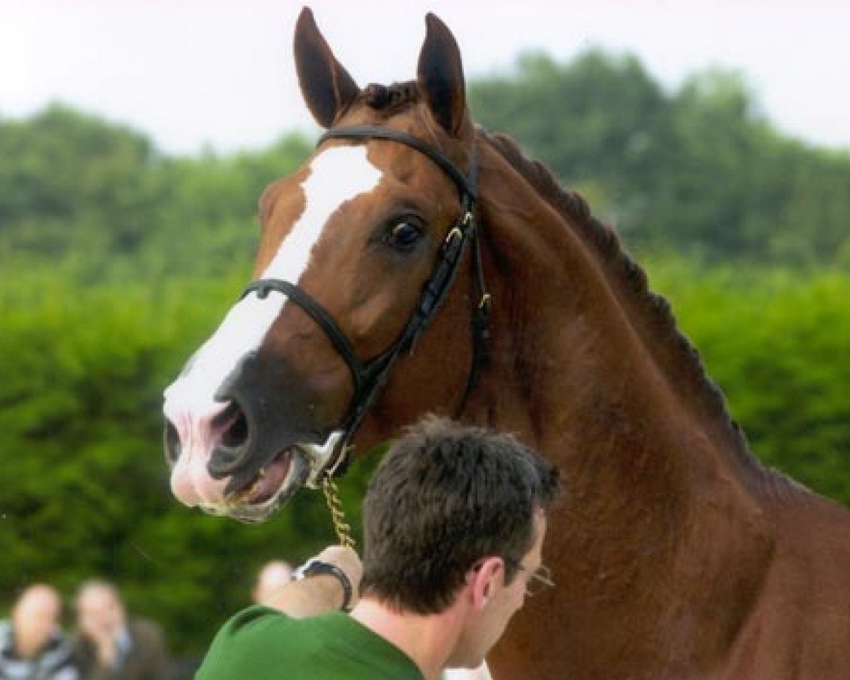 stallion Turbo van het Gestelhof (Belgian Warmblood, 1996, from Darco)