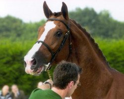 Deckhengst Turbo van het Gestelhof (Belgisches Warmblut, 1996, von Darco)