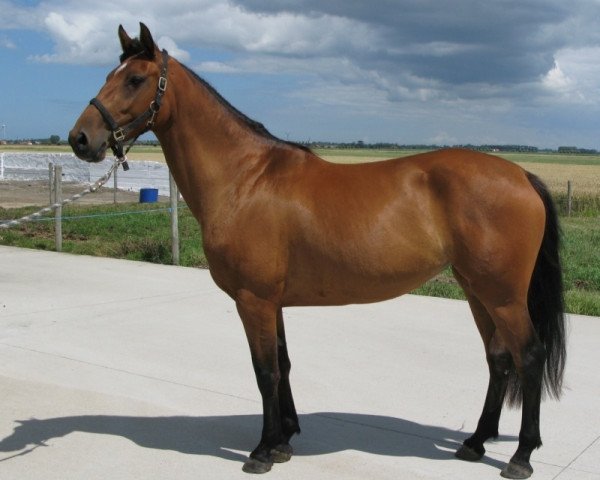 broodmare Hanna van de Zandhoeve (Belgian Warmblood, 2007, from Canturo)