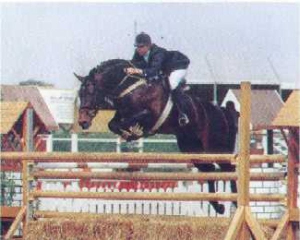 stallion Lutz (Holsteiner, 1986, from Lombard)