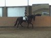 dressage horse Flaneur (German Sport Horse, 2008, from Faustinus)