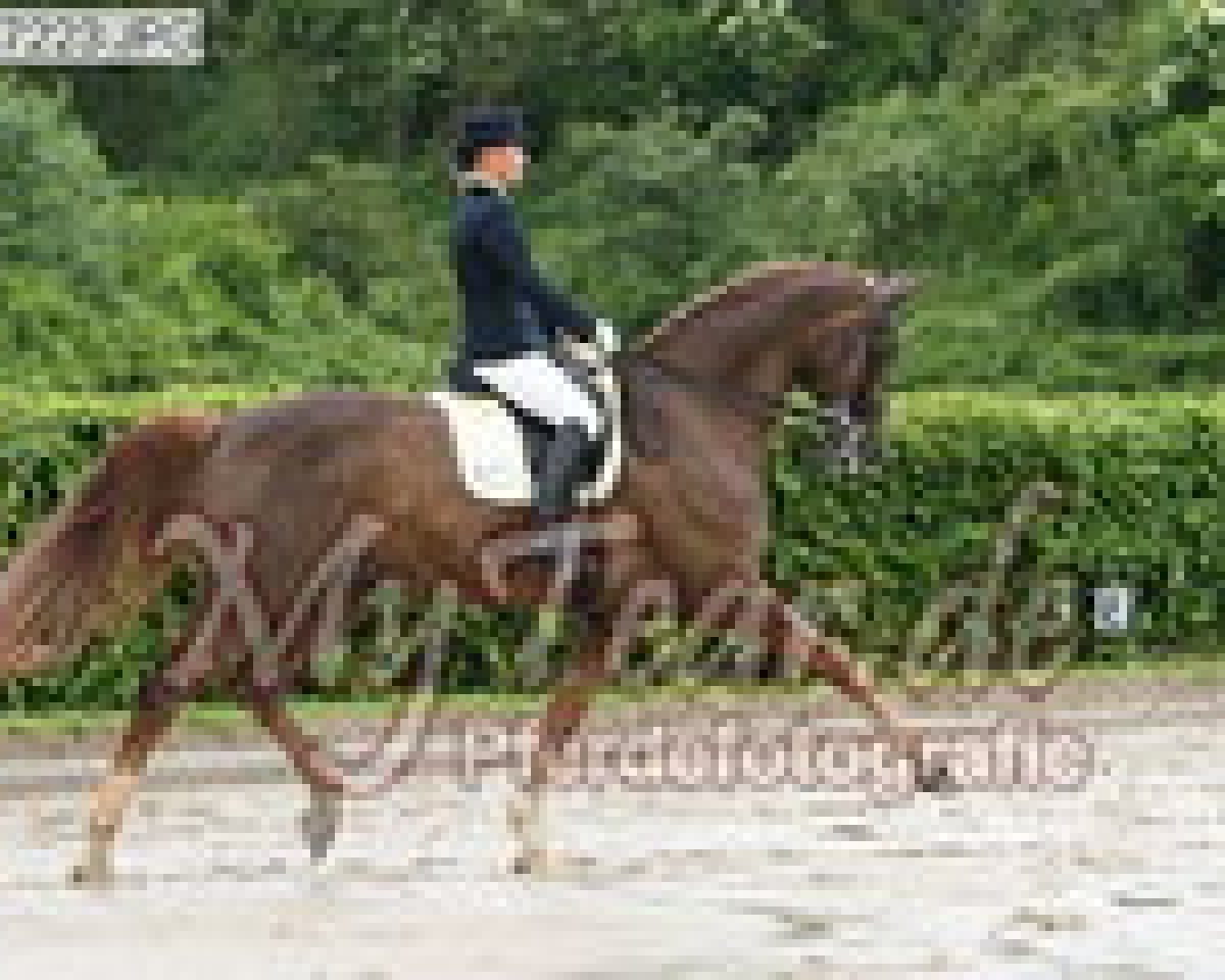 horse Arino 39 (Hanoverian, 1995, from Alabaster)