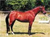 broodmare Charis (German Riding Pony, 1996, from Churchill)