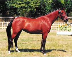 dressage horse Charis (Deutsches Reitpony, 1996, from Churchill)