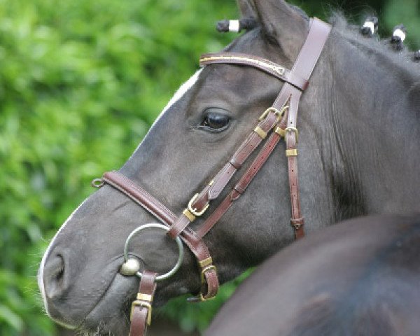 broodmare Denver (German Riding Pony, 2003, from Da Vinci R)