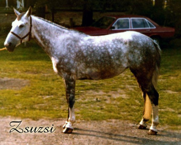 broodmare Zsuzsi (Hungarian Warmblood, 1972, from Rádiháza-12)