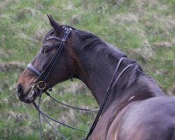 dressage horse Drachenfels 4 (Rhinelander, 2002, from Donnerruf)