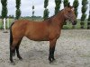 broodmare Wisma C (Belgian Warmblood, 1999, from Landino)