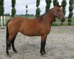 broodmare Wisma C (Belgian Warmblood, 1999, from Landino)