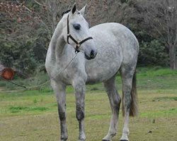 broodmare Cassinata (Holsteiner, 2007, from Cassini II)