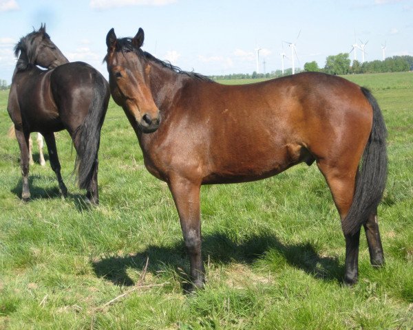 horse Wissarion (Hanoverian, 2009, from Wishing Luck)