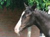 dressage horse No Limit (German Riding Pony, 2003, from Notre Beau)