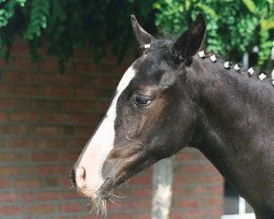 dressage horse No Limit (German Riding Pony, 2003, from Notre Beau)